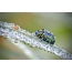Beautiful beetle in dew drops