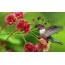Hummingbird და ვარდისფერი ყვავილი