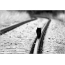 Black cat on rails