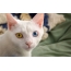 बहु-रंगी डोळे असलेली मांजरी