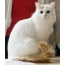 Бяла котка с червена опашка
