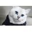 Котка със сини очи