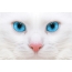निळे डोळे असलेली मांजरी