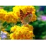 Yellow flowers, butterfly