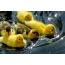 Ducklings yellow