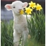 Lamb and yellow flowers