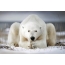 Polar ayı