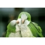 Love parrots