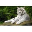 White tigre