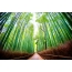 Bambuk grove