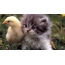 Chicken and kitten