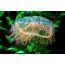 ლამაზი jellyfish