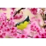 Sakura, uccellu giallu