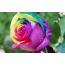 Многоцветна роза