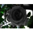 Melnā roze