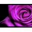 Lilac rosas