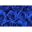 Zilās rozes