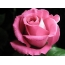 The most beautiful rose