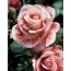 Unique variety of roses