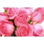 Rozā rozes