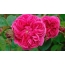 Unique variety of roses