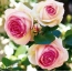 Ilus pilt roosidest