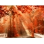 Autumn, forest, bridge
