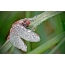 પાણી drops માં Dragonfly