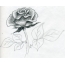 Rose for drawing