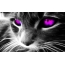 Mačka s fialovými očami
