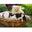Kitten and puppy in a basket