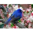 Zog i kaltër