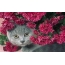 Mačka a kvety