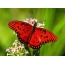 Raudona drugelis ant gėlės
