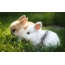 Two bunnies on the grass
