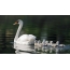 Swan ndi swans