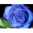 Zilā roze