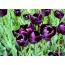 Violeta tulpes