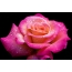 Rožinė rožė