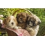 Tre cuccioli in un cestinu