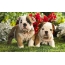 Due cuccioli sull'erba