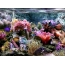 Beautiful picture with corals, sea fish