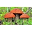 Mushrooms on the desktop