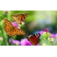 Butterflies នៅលើផ្កា