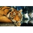 Tiger nantu à u desktop