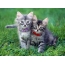 Kittens on the desktop