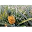 Pineapple plantation