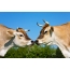 Two cute cows