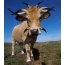 Horned cow
