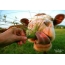 Cool picture about a cow